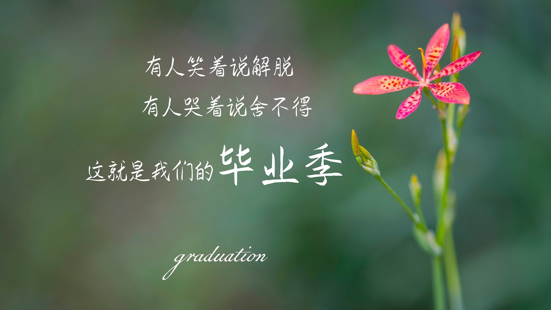 克罗地亚队在巴黎奥运会手球比赛中以36_29击败奥地利队，克罗地亚男子手球队
